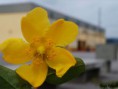 /album/macro/macro-flor-amarela-jpg/